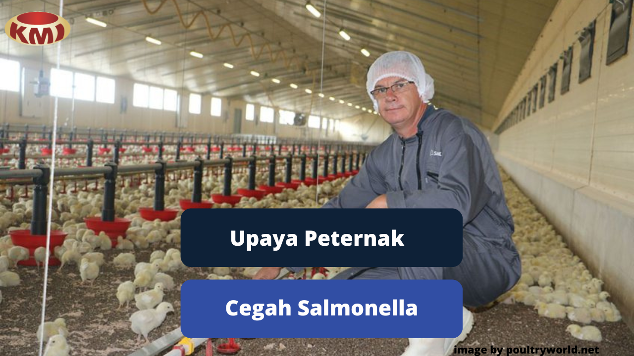 Upaya Peternak Dalam Rangka Mencegah Salmonella Daging Ayam